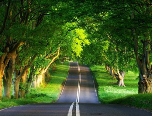 Survival of the Greenest: Aku Hijau Maka Aku Sintas