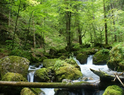 Bumi dan Langit: Krisis Pendanaan untuk Perlindungan Alam