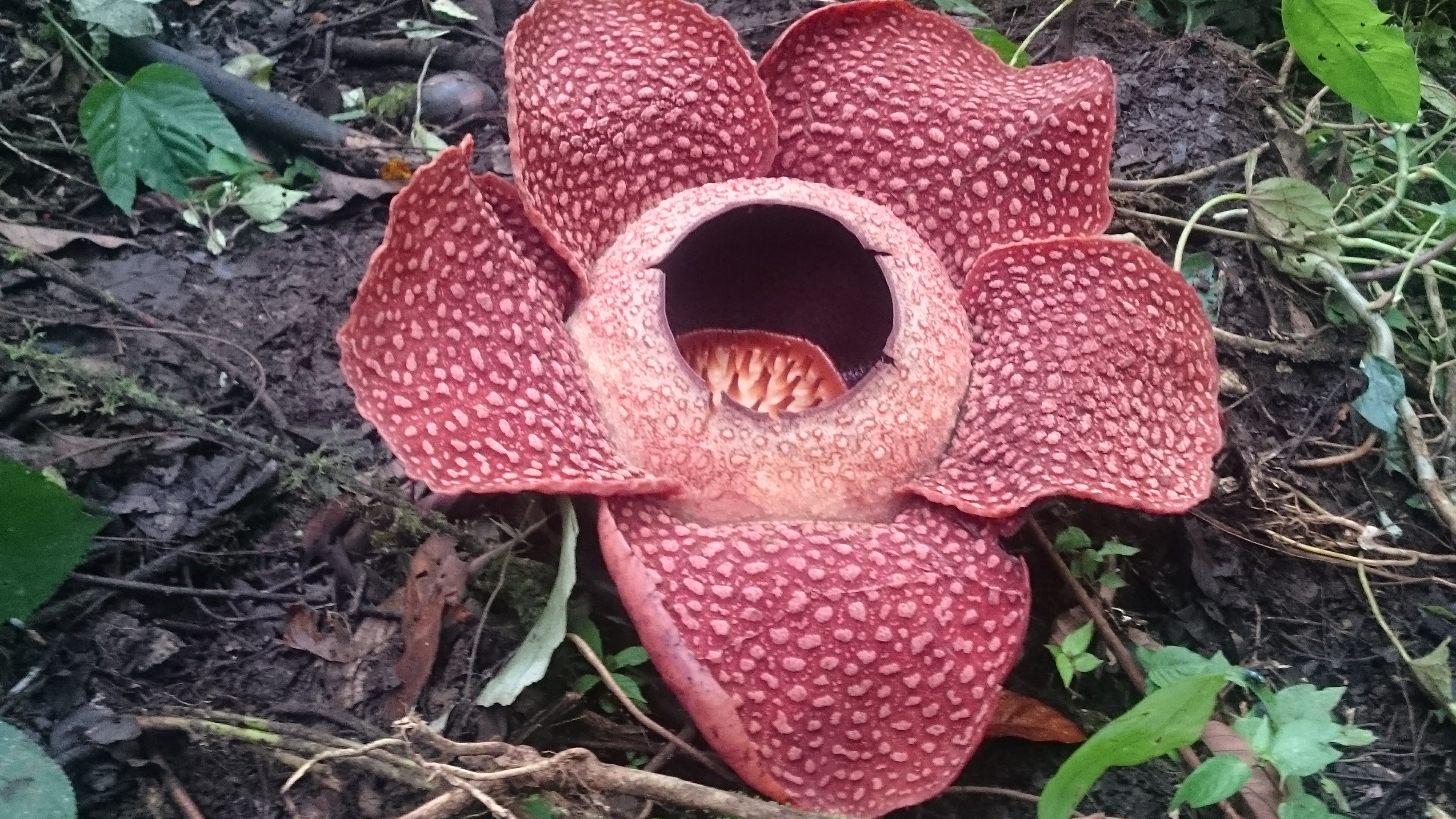 Bunga raflesia arnoldi dapat ditemukan di daerah