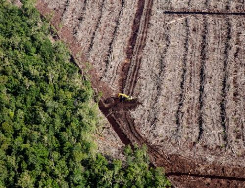 Biodiversity Day 2026: Alam Bukanlah Eksternalitas