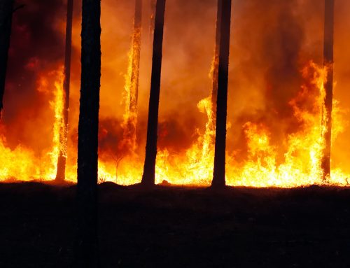 Inilah Potret Krisis Ekologis Indonesia