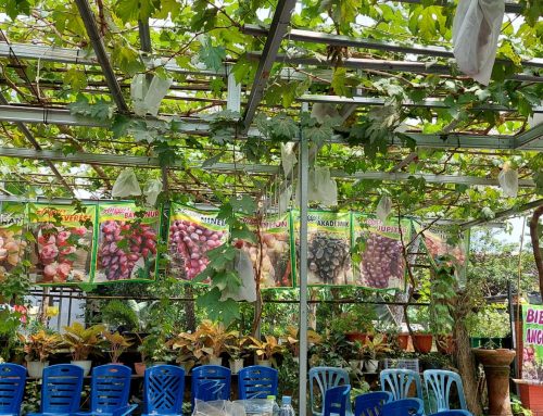 Menengok Kampung ‘Pengangguran’ di Bantul, Yogyakarta