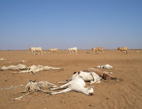 El Niño and Heatwaves Dry Up Fields, Governments Must Act Fast