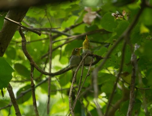 Kamponaone: Surga Burung Sui di Taman Nasional Wakatobi