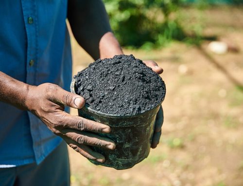Biochar Rumput Laut: Inovasi Biomassa Laut untuk Pertanian Berkelanjutan