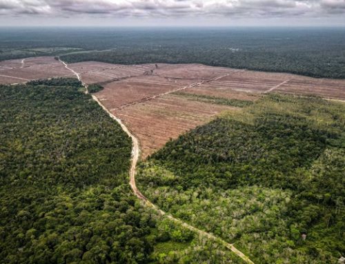 Kemasan “Ramah Lingkungan” Terhubung dengan Deforestasi di Kalimantan