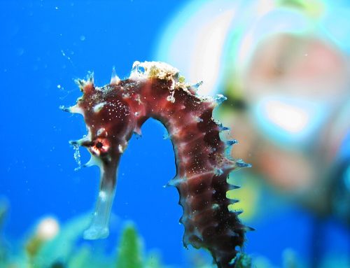 Kuda Laut Indikator Kesehatan Ekosistem Laut