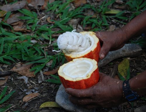 Pemanfaatan Biochar untuk Mendukung Produksi Kakao Nasional