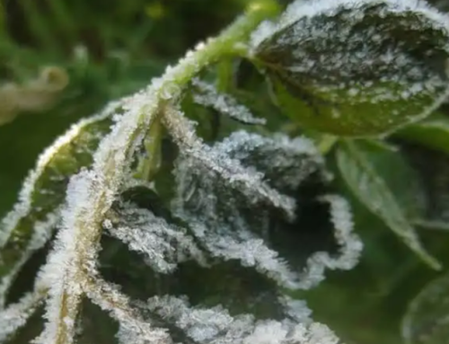 Penyebab Embun Upas di Dieng dan Cara Mengantisipasinya