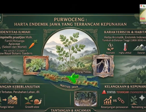 Konservasi dan Standarisasi Purwoceng untuk Perkuat Industri Herbal Nasional