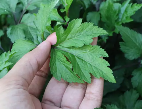 Inovasi Pemuliaan Purwoceng, ‘Ginseng Jawa’ yang Terancam Punah