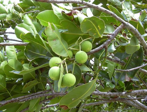 Nyamplung Berpotensi Menjadi Biofuel dan Pulihkan Lahan Kritis